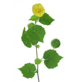 Atibala - Abutilon indicum