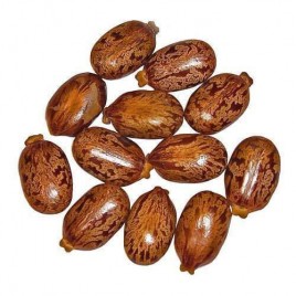 Castor Seeds - Arandi Seeds