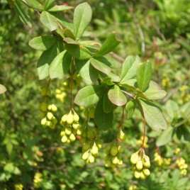 Daruharidra - Berberis Aristata