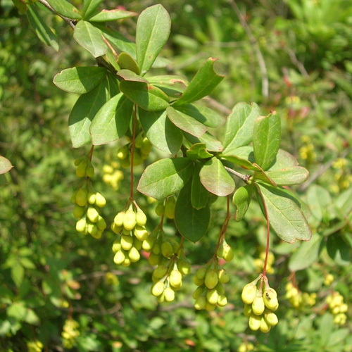 Berberis Aristata Plant Taxonomy Of Indian Trees